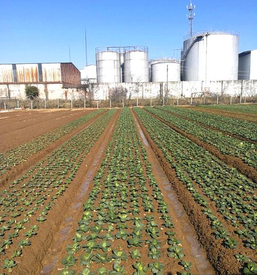 汕头蔬菜种植厂家 科技赋能现代农业，引领绿色健康新趋势