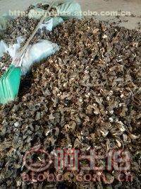 【东比赤芍苗供应】药材种苗,价格,厂家,供应商,其他农业,亳州市谯城区富家中药材种植农民专业合作社 - 产品库