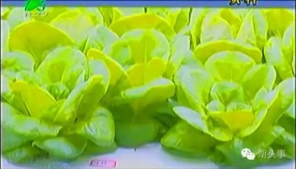 三安集团70亿投建LED植物照明工厂 半导体照明赋能现代农业的新样本