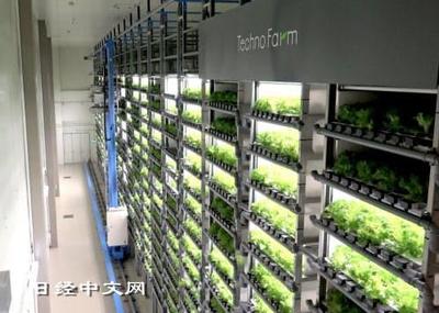 室内农业悄然兴起 植物工厂或可应对粮食危机