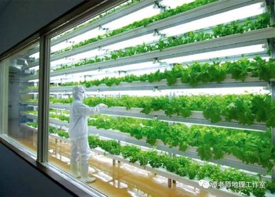 植物工厂 藏在地理课本里的未来农业革命